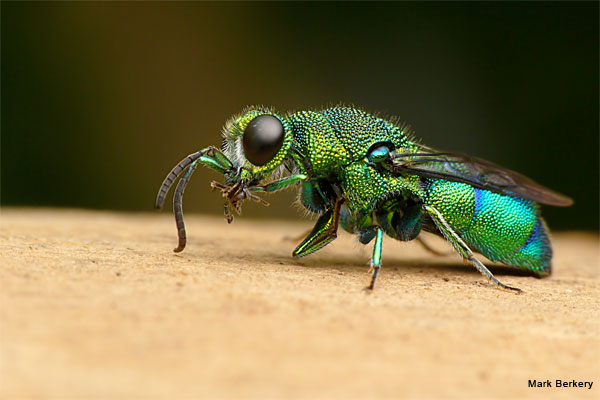 Emerald Cuckoo Wasp by Mark Berkery