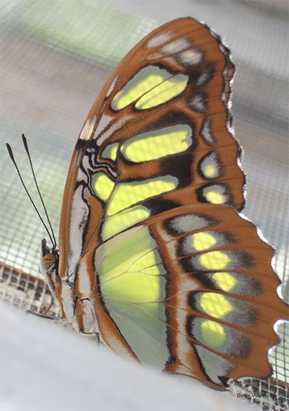 Green Butterfly by Beth Weiner