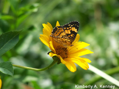 Butterfly with Flower, Digital Photography by Kimberly A. Kenney