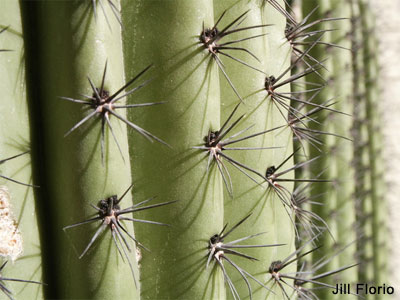 Cactus Detail, Digital Photography by Jill Florio