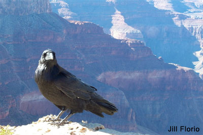 Grand Canyon and Raven, Digital Photography by Jill Florio